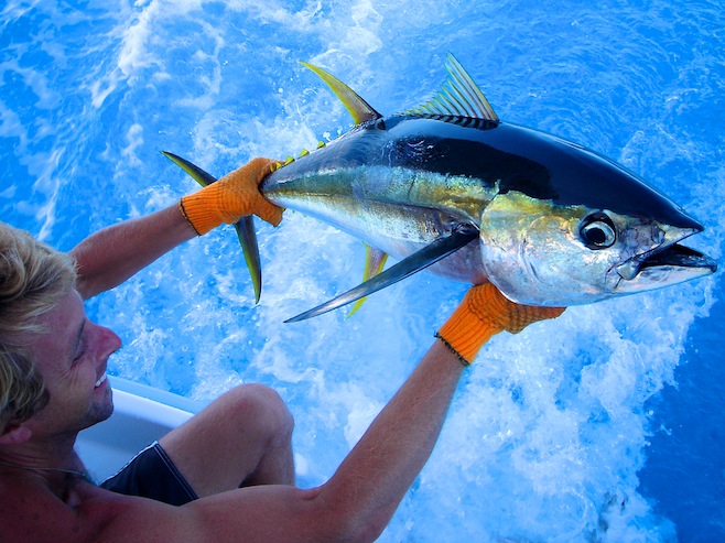 Yellowfin Tuna
